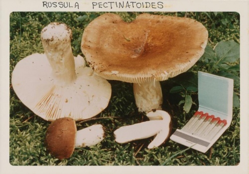 The Mushroom Collector