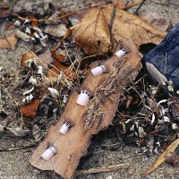 Anuta Skrypnychenko: Nailash