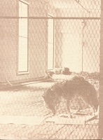 Joseph Beuys “Auswegen“ Invitation