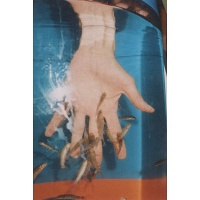 Stephen Gill: Coming Up For Air