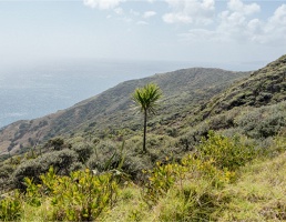 HERE (I AM A MIGRATING SEED)