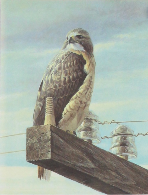 Hot Tears : Hawk