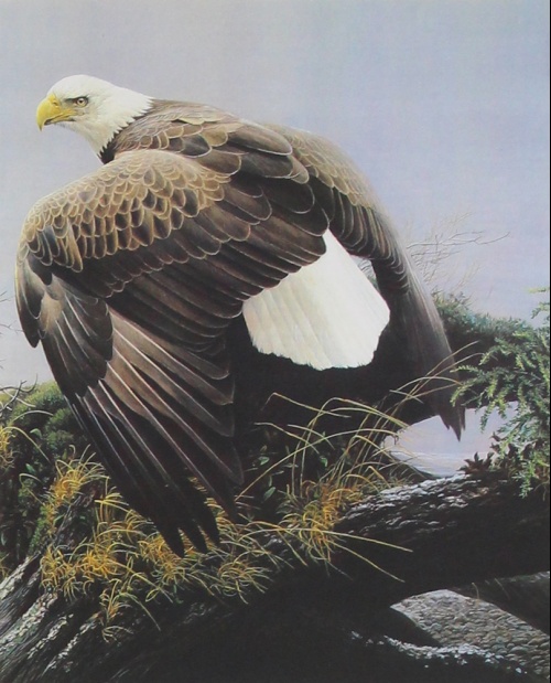 Hot Tears : Bald Eagle