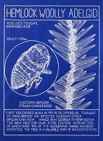 Mark Dion: The Pest Edition: Hemlock Woolly&#160;Adelgid