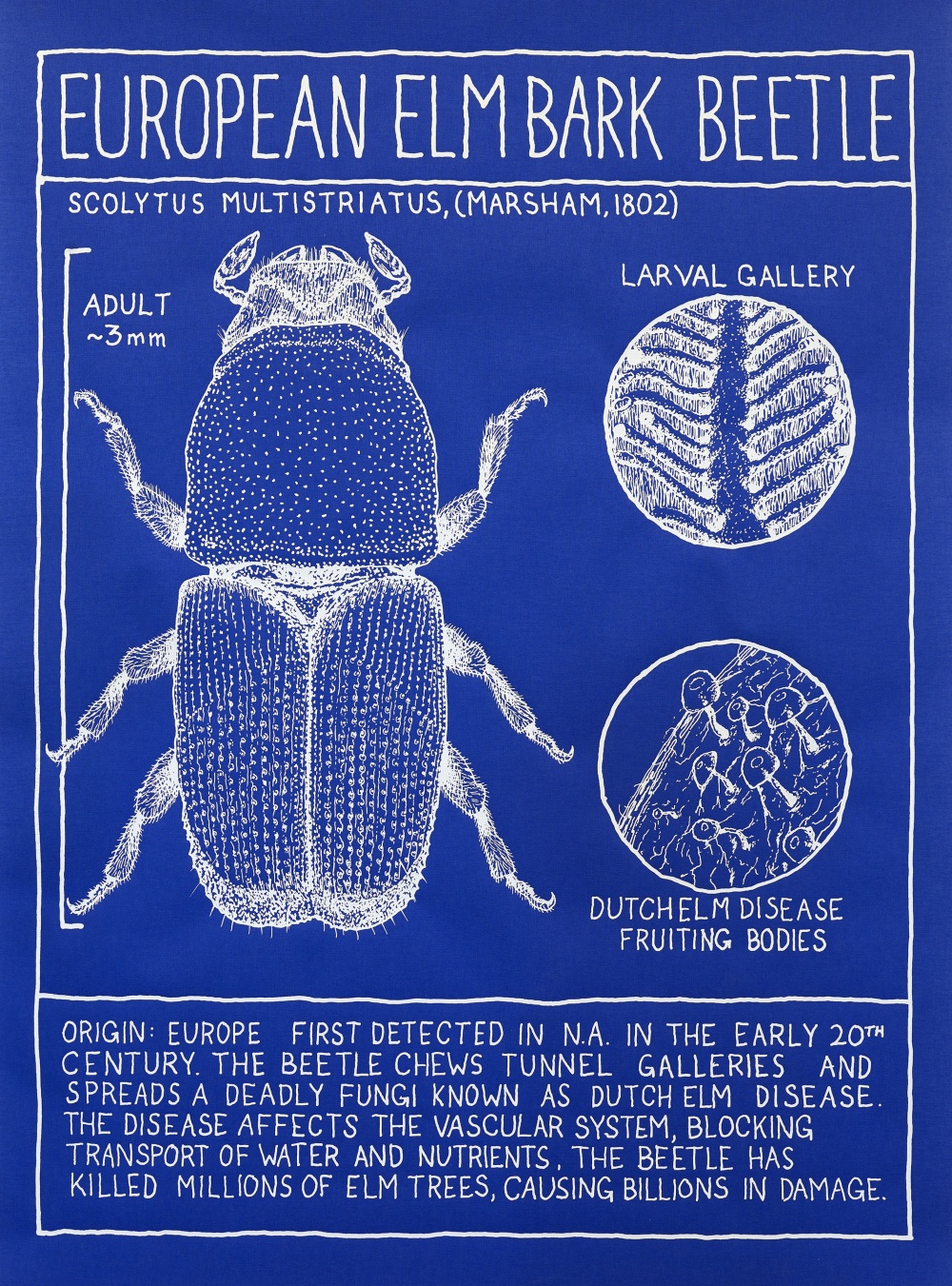 Mark Dion- European Elm Bark Beetle