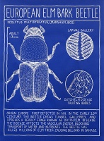 Mark Dion: The Pest Edition: European Elm Bark&#160;Beetle
