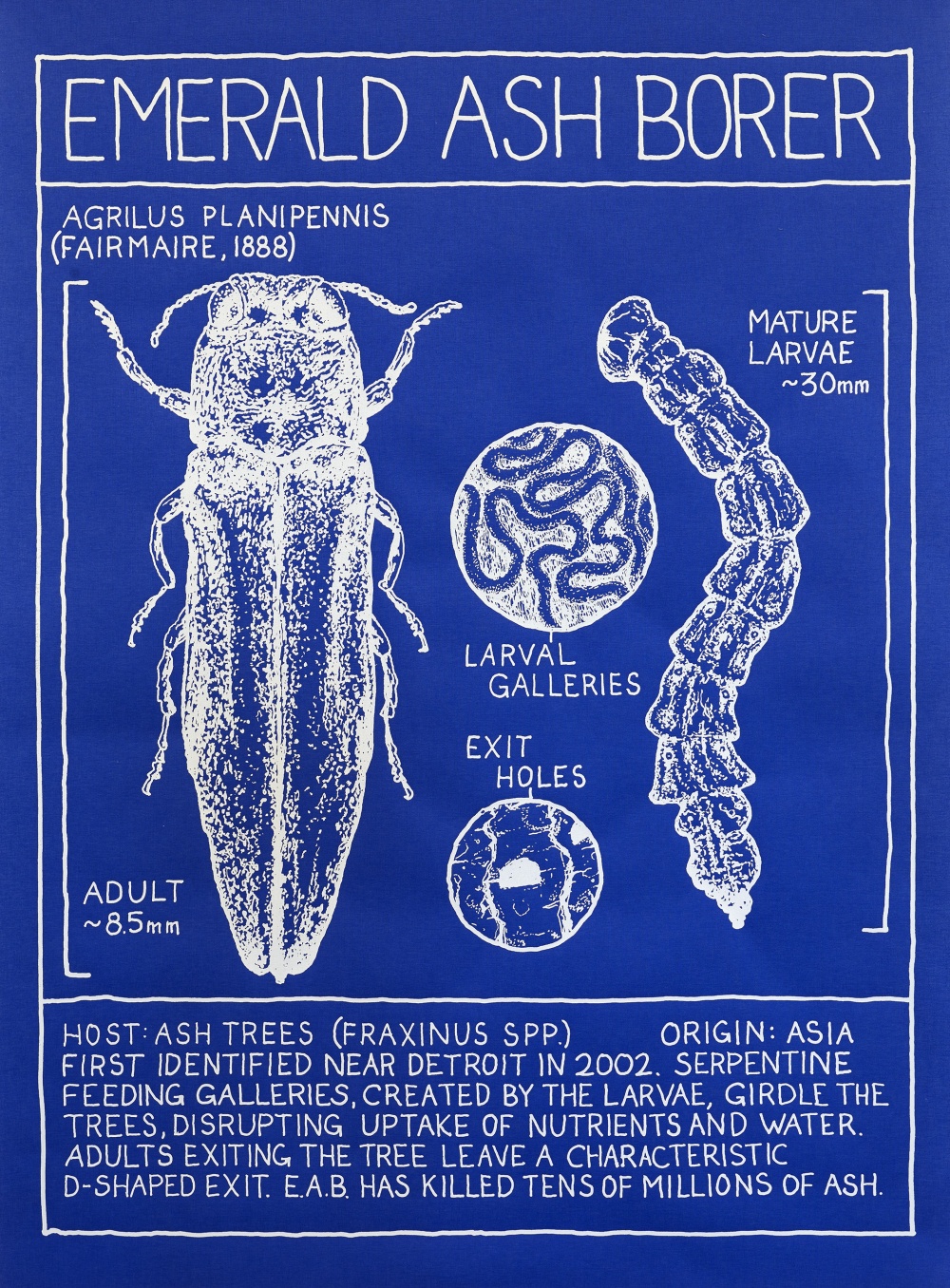 Mark Dion - Emerald Ash Borer