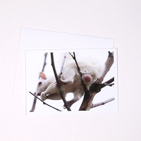 Michael Werner: White Squirrel&#160;Card
