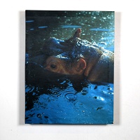 Peter Fischli and David Weiss: Visible World