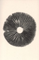Annie Rotti: The Mushroom&#160;Project