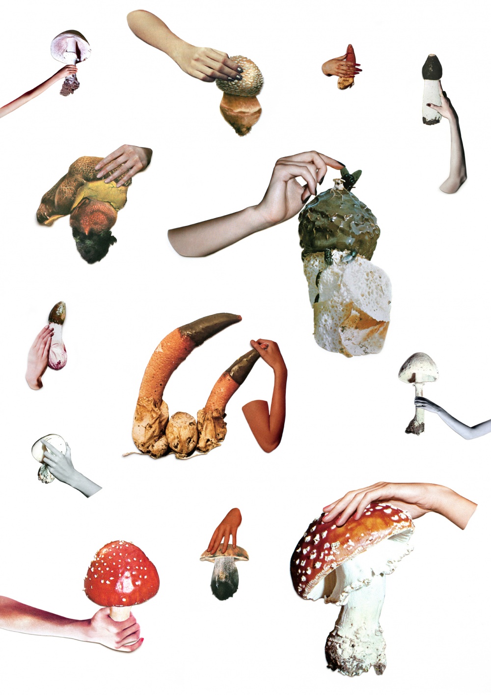 Mushrooms of North America/ Vogue