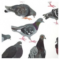 The Pigeon Homing Project Poster