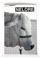 Nelore